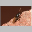 Chalcididae sp - Erzwespe 02b 3-4mm.jpg